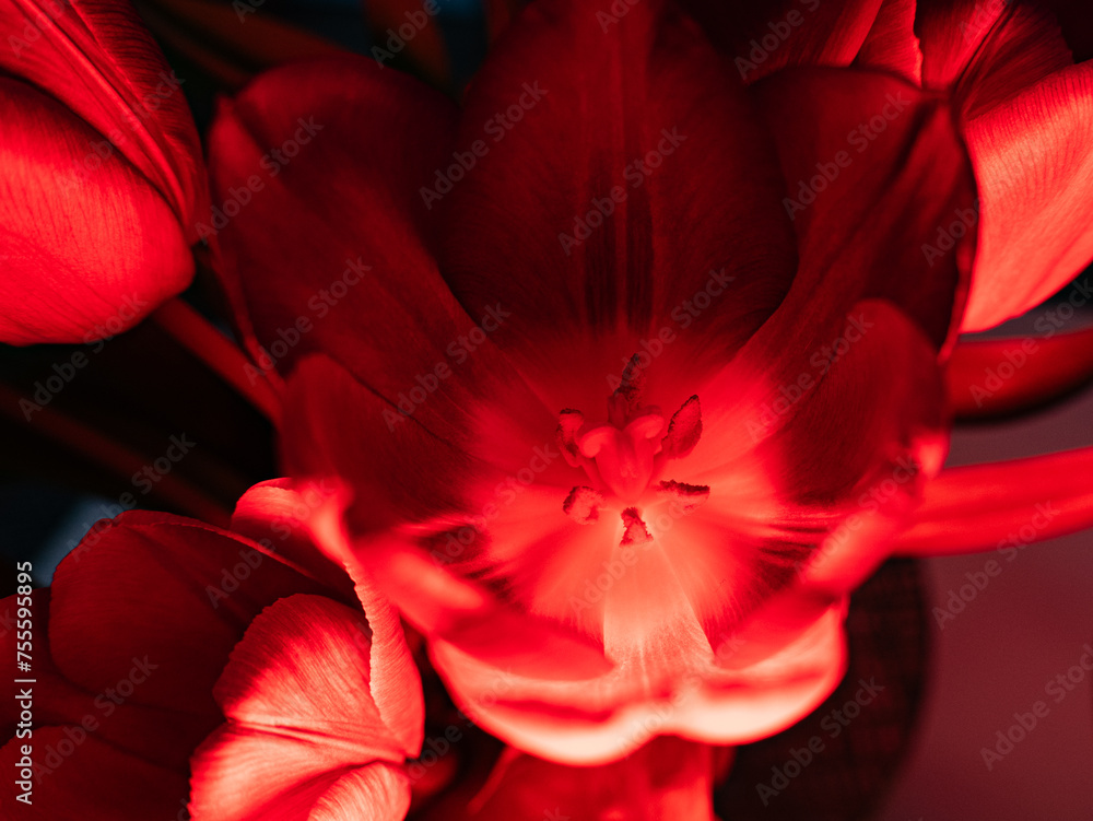 Tulipan,czerwony,zbliżenie ,makro,kwiat - obrazy, fototapety, plakaty 