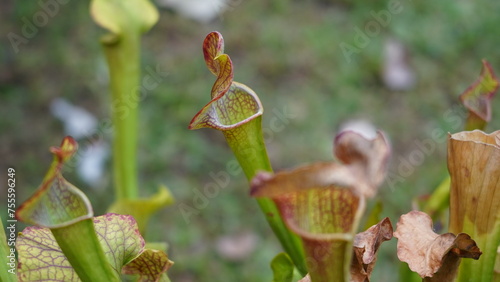 Sarracenia planta carnívora photo