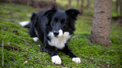 Border Collie