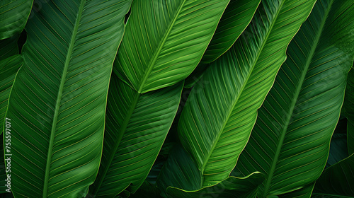 Abstract green leaf texture