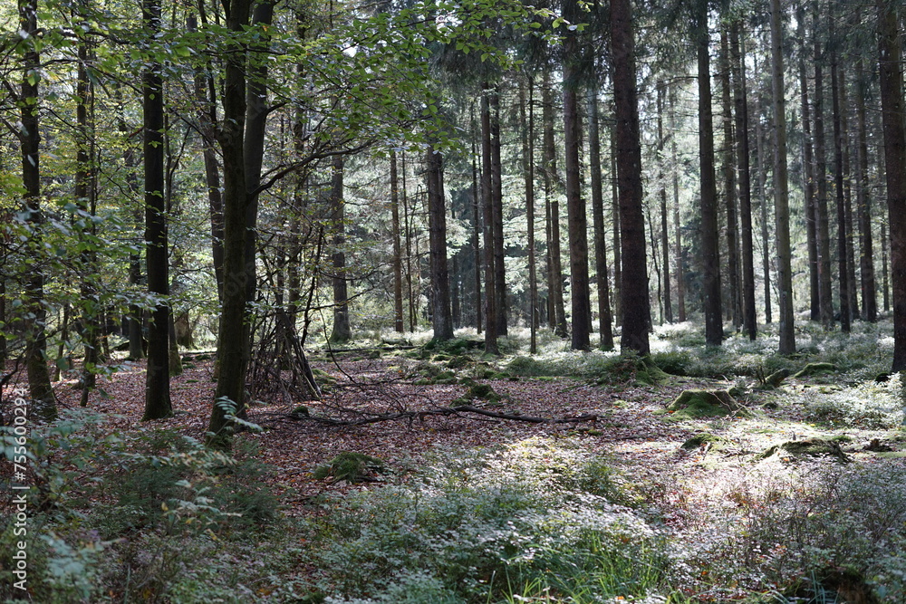 Obraz premium footpath in the forest