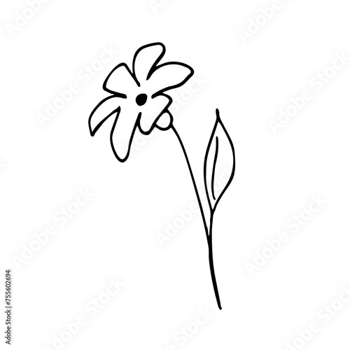  Hand-drawn flower branch herb, minimalist flower with leaves. Botanical greenery vector illustration.
