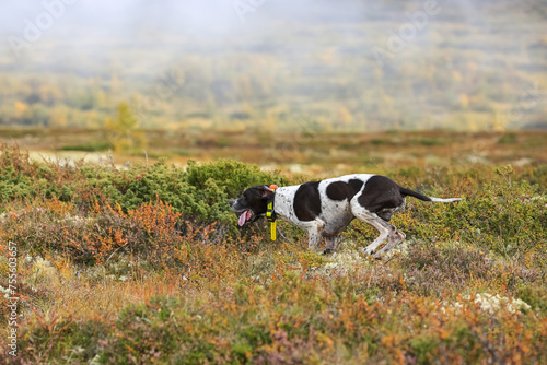 Dog english pointer