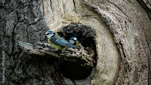 Two bluetits perched on broken branch of rotten tree