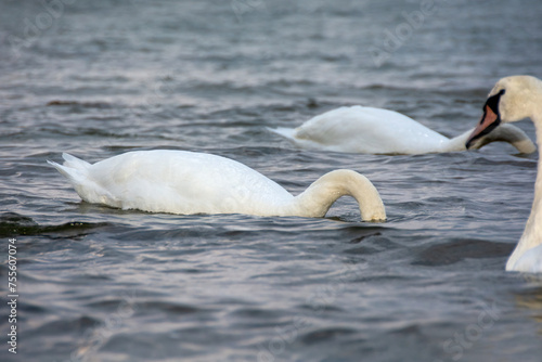 Fototapeta Naklejka Na Ścianę i Meble -  Swans swim in the sea, Head under water