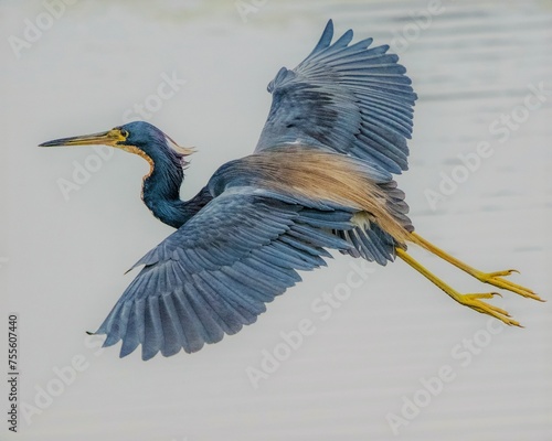 great blue heron ardea cinerea