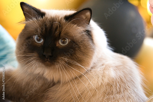 Portret kota o kremowo-brązowej sierści i brązowych oczach © Natural View