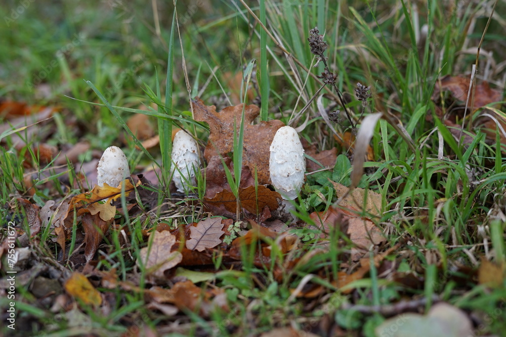 mushrooms in the grass mushrooms in the grass