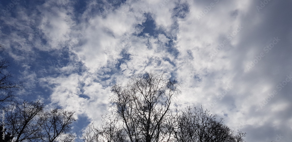 White clouds in a blue sky above bare treetops, in spring (sky background, sky texture, clouds in the sky). White clouds in a blue sky above bare treetops, in spring (sky background, sky texture, clouds in the sky).