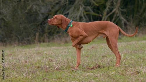 Beautiful male hungarian vizsla hunting dog pointing. The name pointer comes from the dogs instinct to point. Vizsla is type of gundog typically used in finding game.