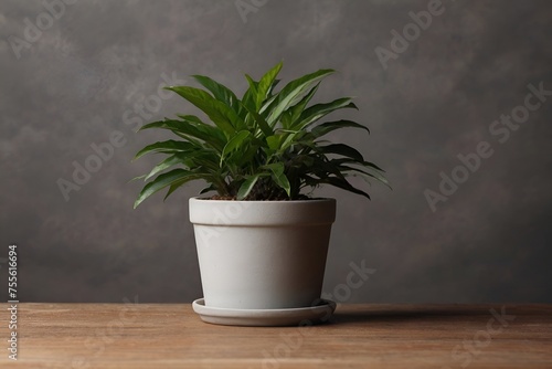 a potted plant on an empty table. copy space, a place for the product