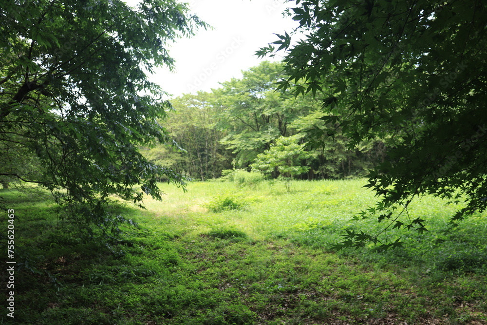 Fototapeta premium 可児川下流域自然公園