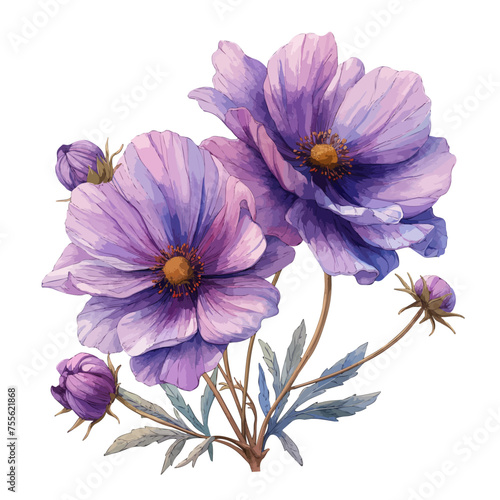 Watercolor painting clipart of purple cosmos flower on stem with leaves (cosmos bipinnatus), ashrafi flower, isolated on a white background, Drawing Vector, Illustration Graphic, art. photo