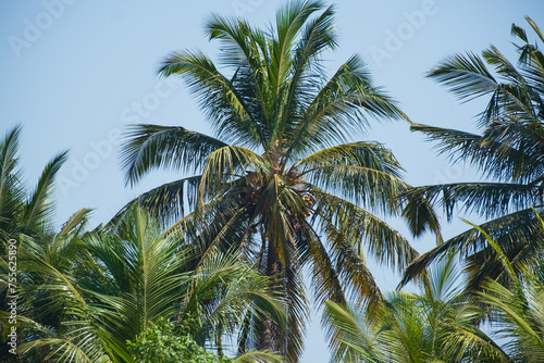 Coconut Palm Tree Low angle view. Palm trees against blue sky
