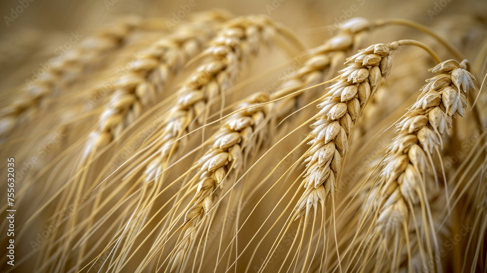 ears of wheat ears of wheat
