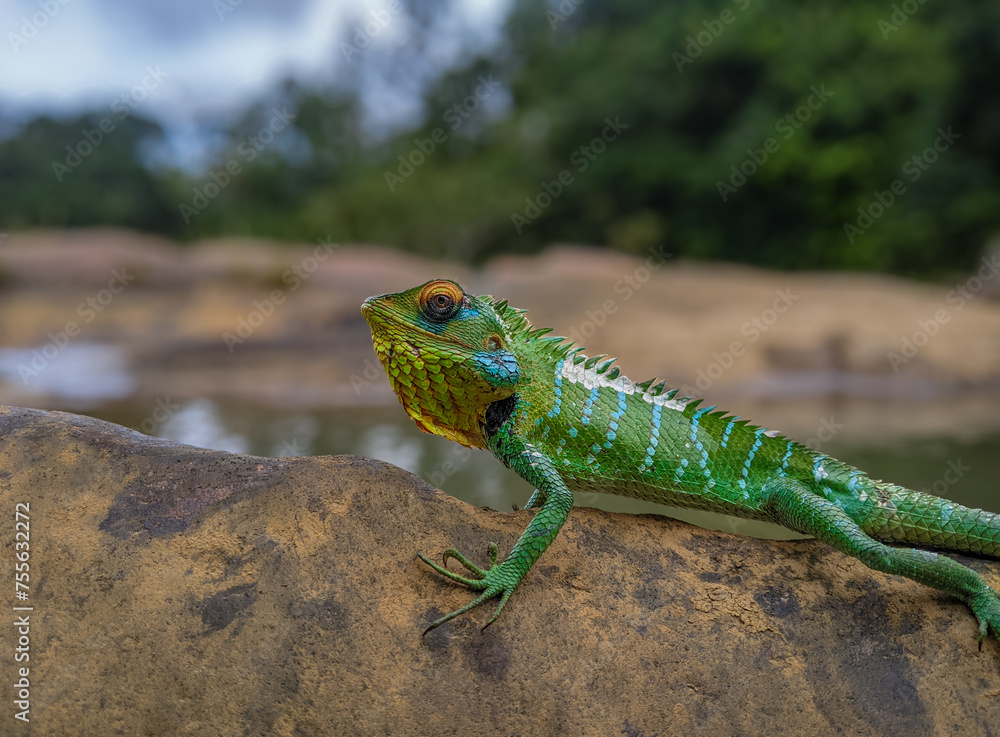 Fototapeta premium green forest lizard in the rock