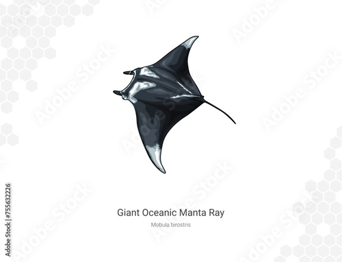 Giant oceanic manta ray - Mobula birostris illustration