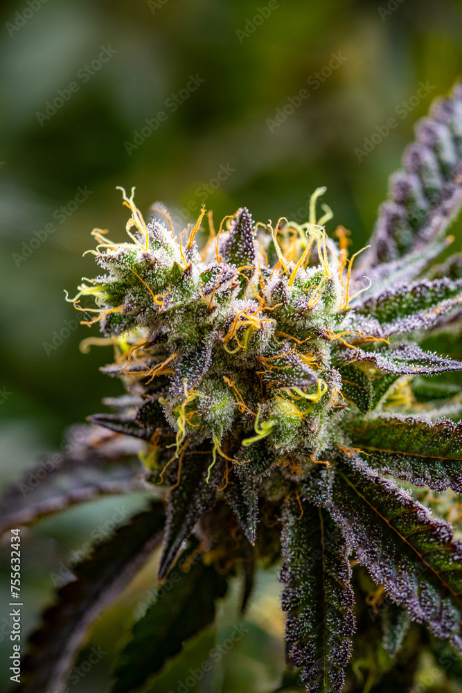 Cannabis (marijuana) with visible hairs and leaves on late flowering stage. Cannabis (marijuana) with visible hairs and leaves on late flowering stage.