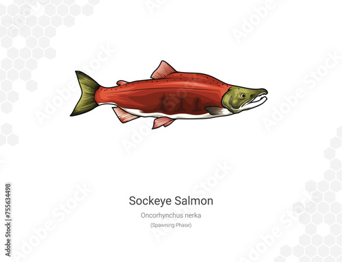 Sockeye Salmon - Oncorhynchus nerka illustration - spawnin phase