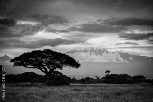  Góra Kilimandżaro  na afrykańskiej sawannie w czarno białej kolorystyce © kubikactive