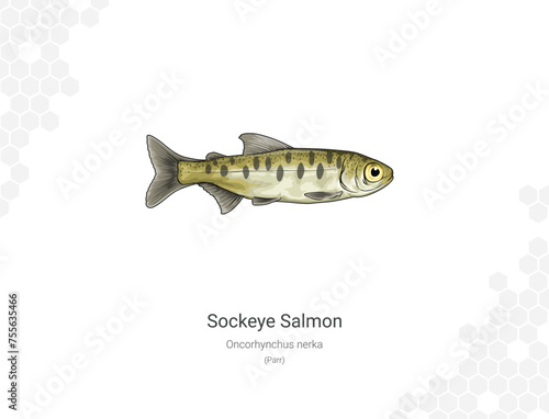 Sockeye Salmon - Oncorhynchus nerka illustration - Parr