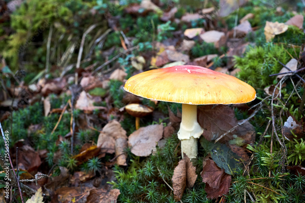 Amanita muscaria or fly agaric or fly amanita basidiomycetes of genus Amanita. Large white gilled white spotted usually red mushroom. Selective focus close up shot. Amanita muscaria or fly agaric or fly amanita basidiomycetes of genus Amanita. Large white gilled white spotted usually red mushroom. Selective focus close up shot.