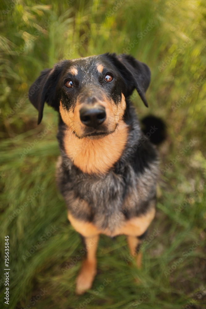 beauceron dog sitting in tall grass looking up at the camera