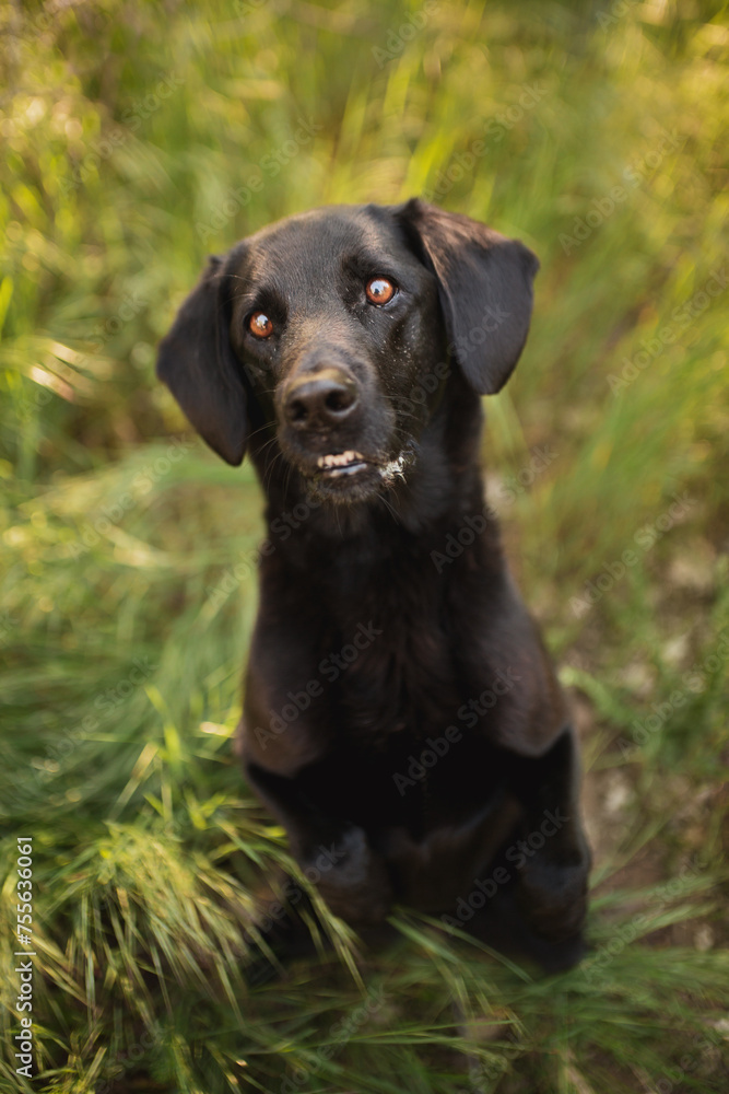 old black labrador retriever type mixed breed dog sitting in tall grass looking up at the camera
