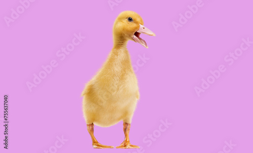 Duckling quacking and standing agaisnt salmon pink photo