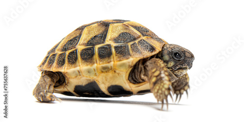 Side view of a Young turtle, Hermann's tortoise, Testudo hermanni, isolated on white
