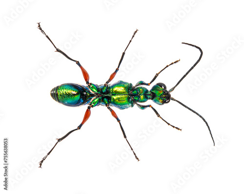 Ventral side of a Emerald cockroach wasp, Ampulex compressa, isolated on white © Eric Isselée