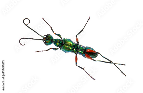 Ventral side of a Emerald cockroach wasp, Ampulex compressa, isolated on white