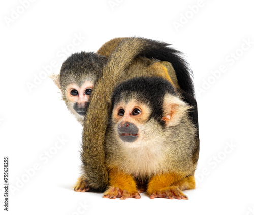 front view of mother and baby Black-capped squirrel monkey on its back, Saimiri boliviensis
