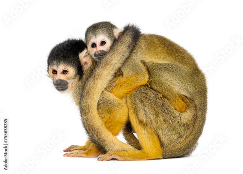 Photography Side view of mother and baby Black-capped squirrel monkey on its back, Saimiri b