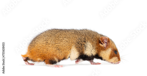 European hamster walking away and sniffing the ground, Cricetus cricetus, isolated on white