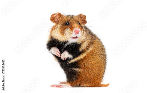 European hamster On its hind legs looking away, Cricetus cricetus, isolated on white