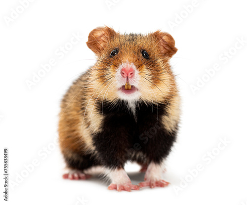 Front view of a European hamster looking at the camera and showing its teeth, Cricetus cricetus, isolated on white