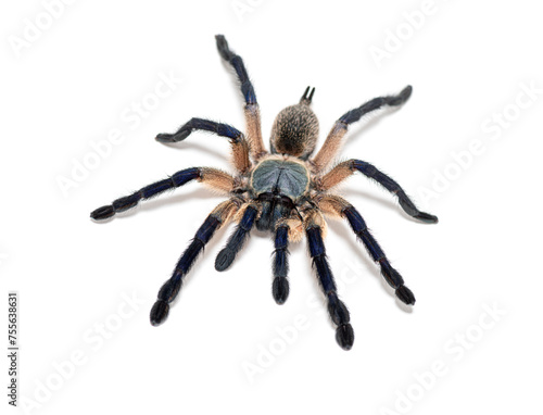 Top view of a Peacock tarantula, Poecilotheria metallica, isolated on white