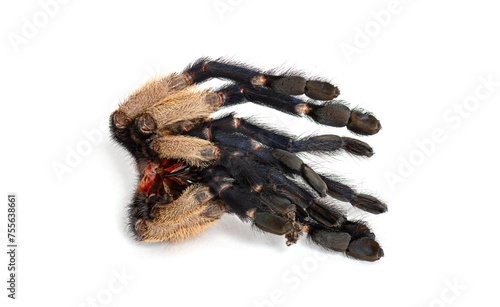 the moult of a Peacock tarantula, Poecilotheria metallica, isolated on white