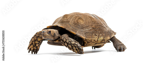 Side view of a Asian forest tortoise walking, Manouria emys, isolated on white photo