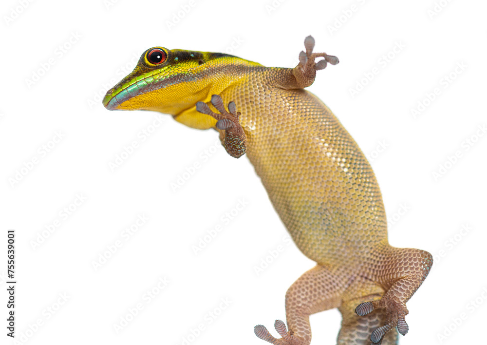 Ventral side of a yellow-headed day gecko seen through glass, Phelsuma klemmeri, isolated on white Ventral side of a yellow-headed day gecko seen through glass, Phelsuma klemmeri, isolated on white