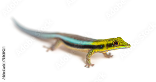 Side view of a yellow-headed day gecko, Phelsuma klemmeri, isolated on white