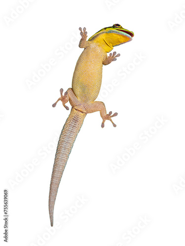 Ventral side of a yellow-headed day gecko seen through glass mouth open, Phelsuma klemmeri, isolated on white