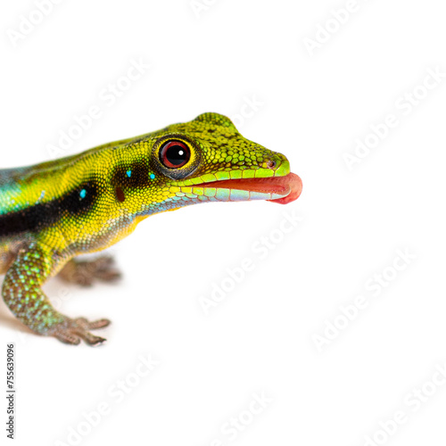 Side view of a yellow-headed day gecko tongue out licking its lips, Phelsuma klemmeri, isolated on white