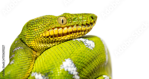Head shot of an Adult Emerald tree boa, Corallus caninus, isolated on white photo