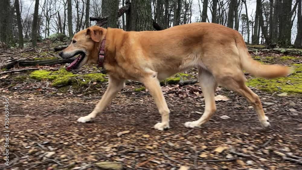 Side view of Golden Labrador Retriever limping showing injured leg