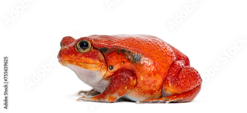 Side view portrait of a Madagascar tomato frog, Dyscophus antongilii, isolated on white