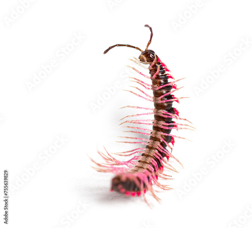 Top view of a Desmoxytes planata Millipede in trouble on its back, trying to turn around, isolated on white background