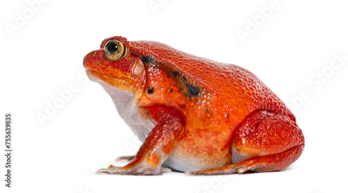 Side view portrait of a Madagascar tomato frog, Dyscophus antongilii, isolated on white