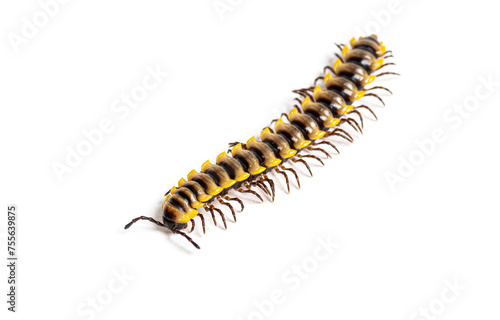 Orthomorpha subkarschi a species of millipede seen from above, isolated on white